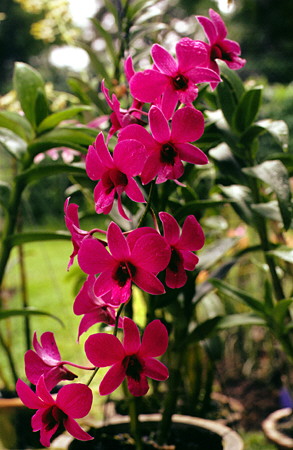 Orchids under cultivation in Chiang Mai. Thailand.