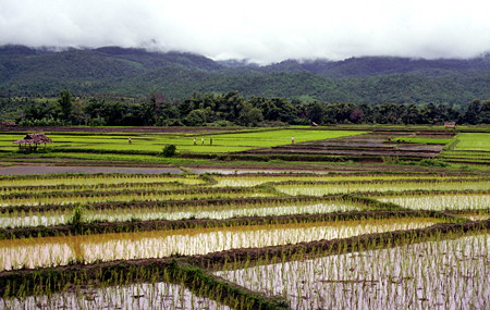 Rice fields near Chiang Mai. Thailand.
