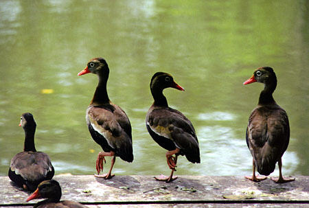 Black Billed Whistling Ducks at Pointe-a-Pierre. Trinidad and Tobago.