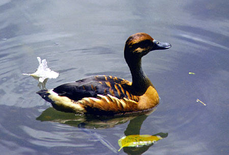 Immature Black Bellied Whistling Duck at Pointe-a-Pierre. Trinidad and Tobago.