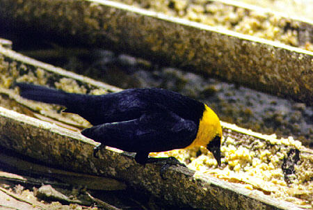 Yellow Headed Blackbird at Pointe-a-Pierre. Trinidad and Tobago.