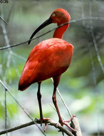 Scarlet Ibis, the national bird of Trinidad & Tobago. Trinidad and Tobago.
