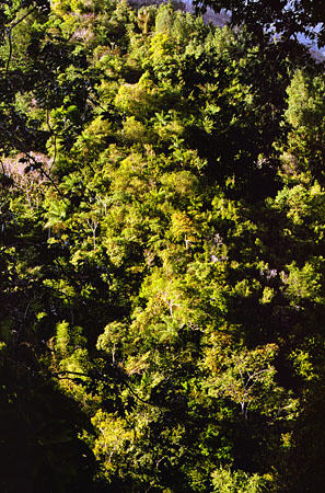 Rainforest seen from Pax Guest House. Trinidad and Tobago.