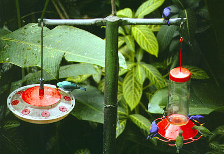 Green Honeycreeper (left) and Purple Honeycreepers (females are green) at Asa Wright Nature Center. Trinidad and Tobago.