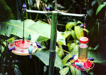 Variety of birds frequent the feeders at the Asa Wright Nature Center. Trinidad and Tobago.