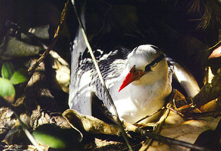 Red-billed Tropicbird nesting on Little Tobago. Trinidad and Tobago.