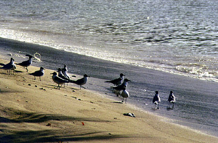 Laughing Gulls on the beach of Charlotteville. Trinidad and Tobago.