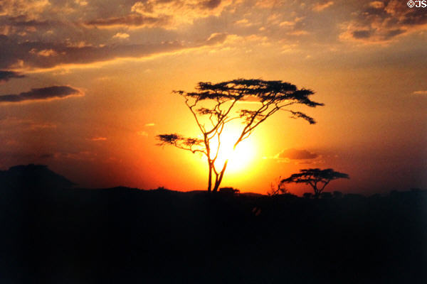 Sunset behind tree in Serengeti National Park. Tanzania.