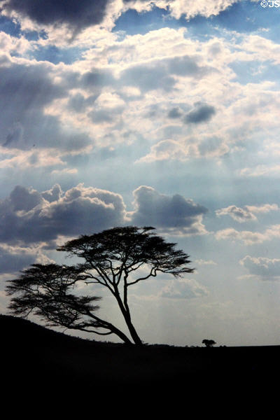 Silhouetted tree in front of cloudy blue sky in Serengeti National Park. Tanzania.