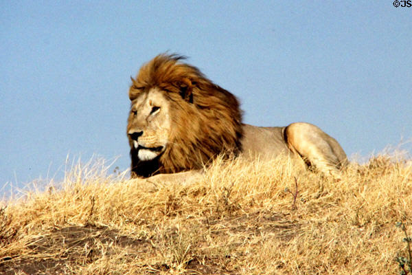 Male lion (<i>Panthera leo</i>) on a hill in Serengeti National Park. Tanzania.