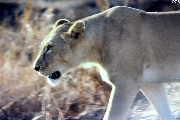 Female Lion (<i>Panthera leo</i>) prowling in Serengeti National Park. Tanzania.