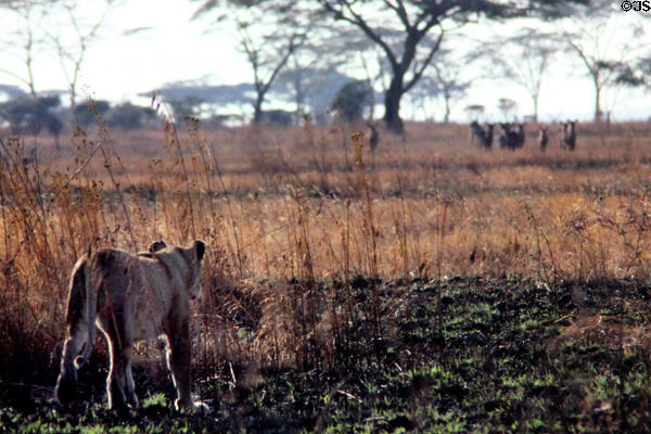 Lion (<i>Panthera leo</i>) stalking its prey in Serengeti National Park. Tanzania.