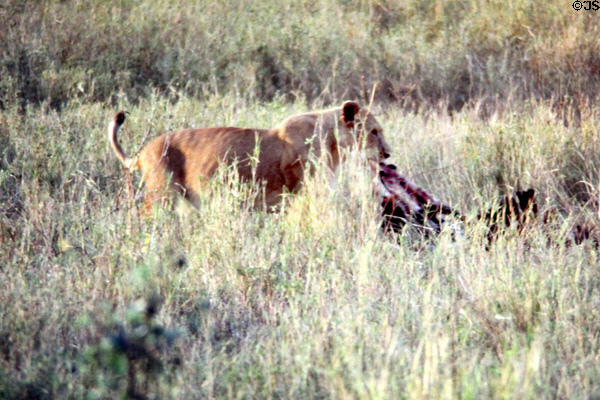 Lion drags its kill through grass of Serengeti Park. Tanzania.