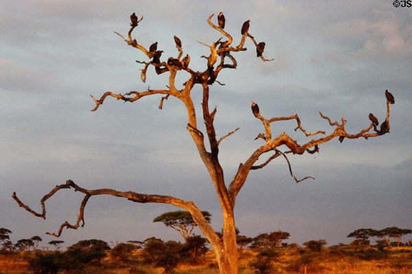 White-backed Vultures (<i>Gyps africanus</i>) perch on a dead tree in Serengeti National Park. Tanzania.
