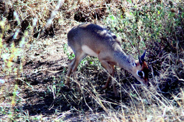 Kirk's Dikdik, (<i>Madoqua kirkii</i>) a small antelope only 16 inches high, in brush of Serengeti National Park. Tanzania.