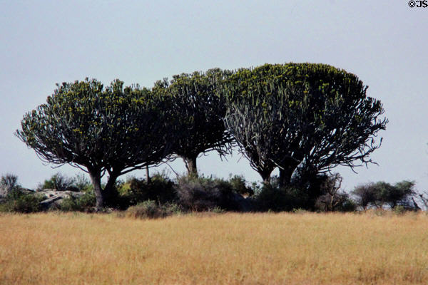 Candelabra Trees in Serengeti National Park. Tanzania.