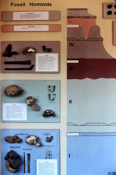 Museum of Olduvai Gorge shows early-humanoid fossils related to strata, the oldest blue level I is 1.6-million years down. Tanzania.