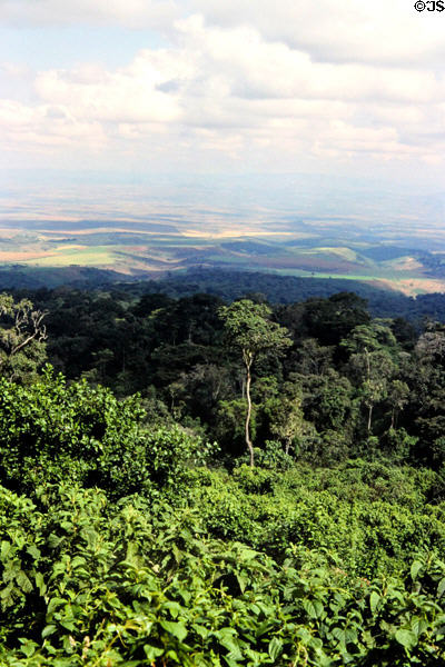 Climbing the forested outer slopes of Ngorongoro Crater. Tanzania.