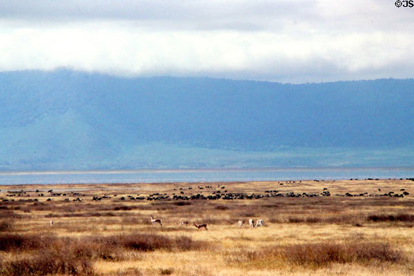 Herds of game on floor of Ngorongoro Crater. Tanzania.