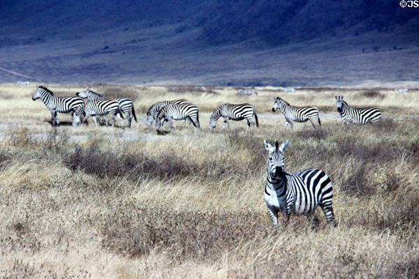 Common zebras (<i>Equus quagga</i>) in Ngorongoro Park. Tanzania.