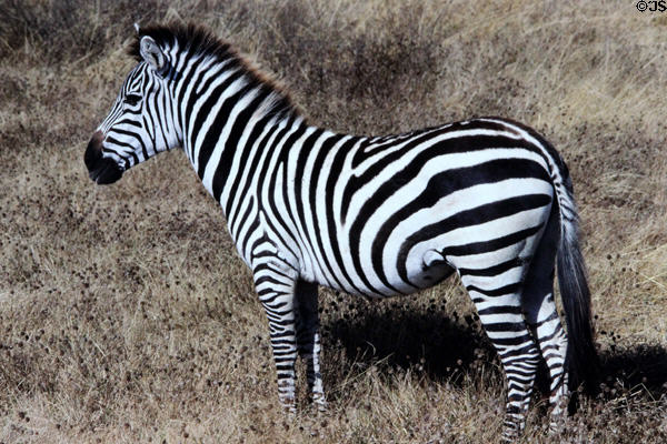 Common zebras (<i>Equus quagga</i>) in Ngorongoro Park. Tanzania.