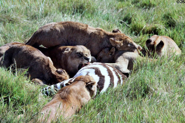 Lions devouring zebra seconds after kill in Ngorongoro Park. Tanzania.