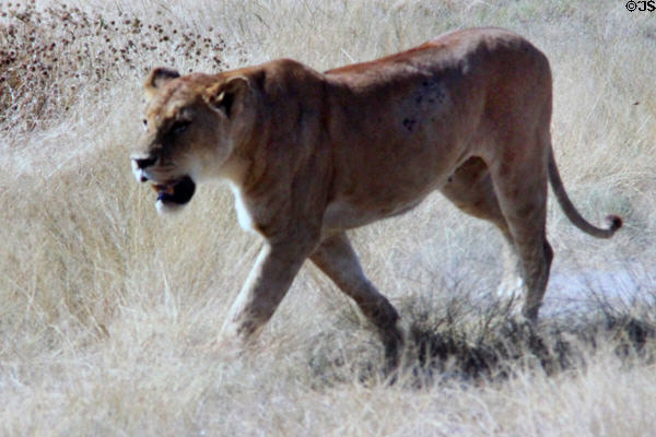 Female lion (<i>Panthera leo</i>) crossing the grassy plains of Ngorongoro Park. Tanzania.