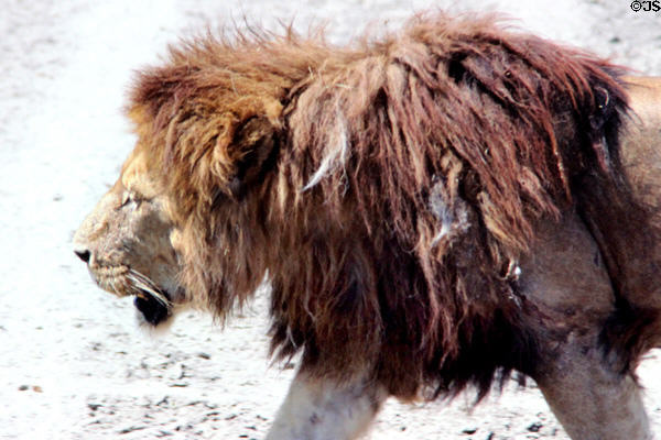 Scraggly male lion (<i>Panthera leo</i>) in Ngorongoro Park. Tanzania.