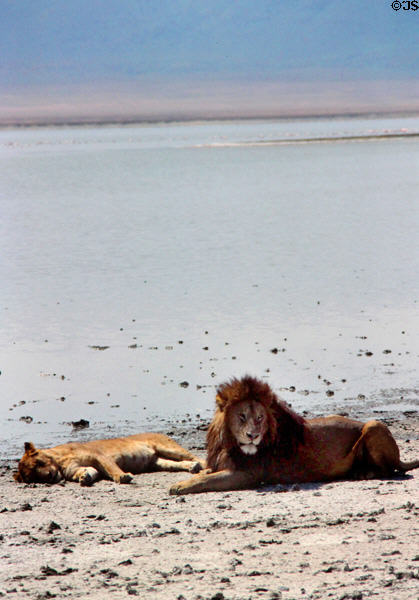 Lions (<i>Panthera leo</i>) resting by lake in Ngorongoro Park. Tanzania.