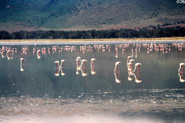 Flamingos feeding in lake at Ngorongoro Park. Tanzania.