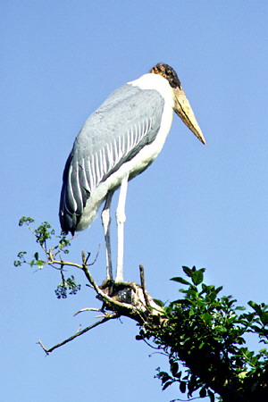 Maribou Stork in Ngorongoro Park. Tanzania.