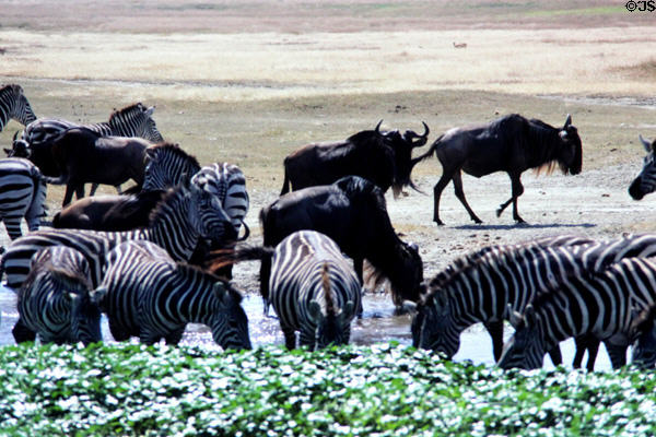 Zebra & Gnus in wetlands of Ngorongoro Crater. Tanzania.