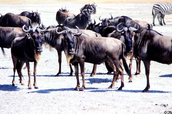 Herd of Blue Wildebeest (Gnus) (<i>Connochaetes taurinus</i>) standing on dusty soil of Ngorongoro Park. Tanzania.