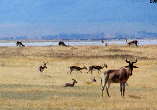 Kongoni, a type of plains antelope at Ngorongoro Park. Tanzania.