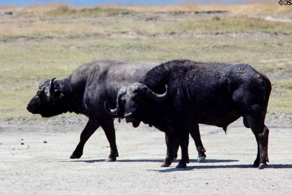 Pair of buffalo (<i>Syncerus caffer</i>) in Ngorongoro Park. Tanzania.