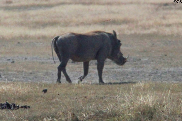 Warthog (<i>Phacochoerus africanus</i>) at Ngorongoro Park. Tanzania.