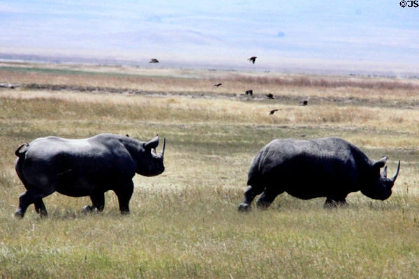 Pair of White Rhino (<i>Ceratotherium simum</i>) in Ngorongoro Park. Tanzania.