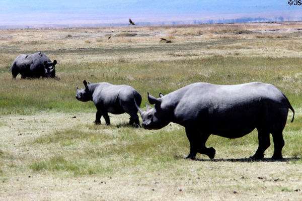 Family of White Rhinoceros (<i>Ceratotherium simum</i>) in Ngorongoro Park. Tanzania.