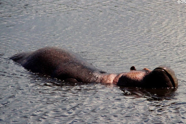 Hippopotamus (<i>Hippopotamus amphibius</i>) rolling over in lake in Ngorongoro Crater. Tanzania.