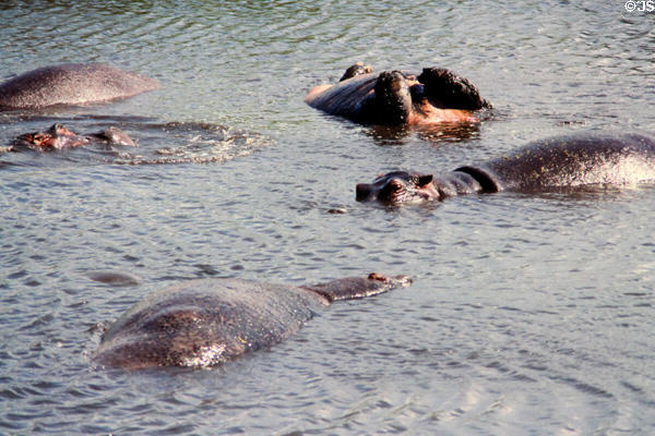 Hippos (<i>Hippopotamus amphibius</i>) including one on its back in lake in Ngorongoro Crater. Tanzania.