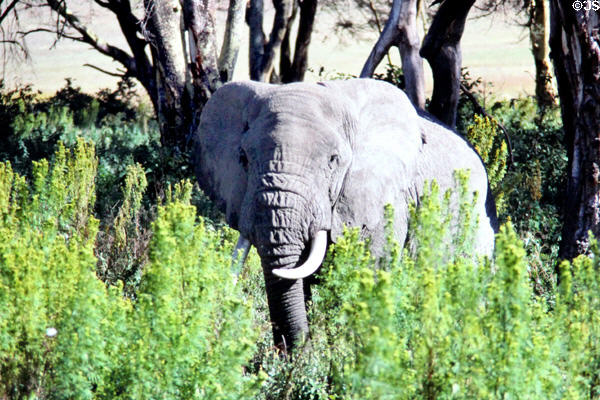 Elephant among the plants and trees of Ngorongoro Park. Tanzania.