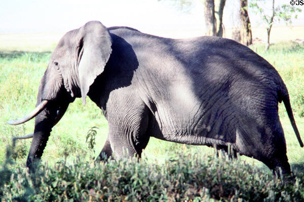 Elephant walking out of shade in Ngorongoro Crater Park. Tanzania.