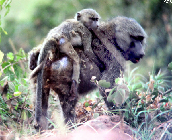 Olive Baboon (<i>Papio anubis</i>) carrying baby on her back in Lake Manyara National Park. Tanzania.