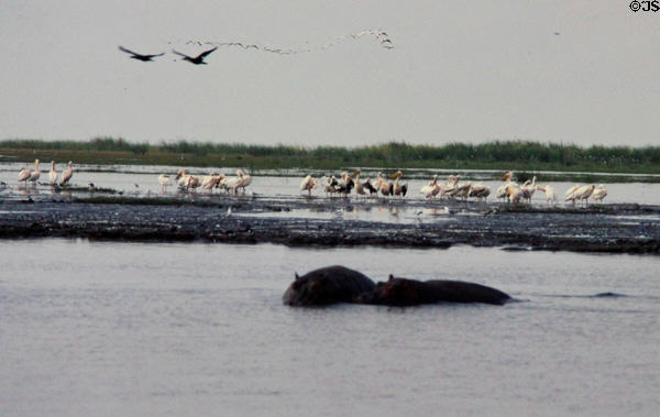 Hippos, Pelicans & Cormorants gather at Hippo Pool in Lake Manyara National Park. Tanzania.