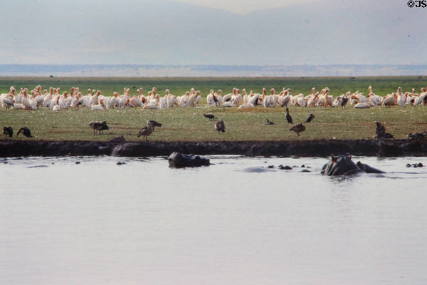Hippos wade in Hippo Pool in front of flock of Pelicans in Lake Manyara National Park. Tanzania.