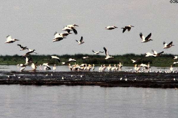 Pelicans fly over Hippo Pool in Lake Manyara National Park. Tanzania.
