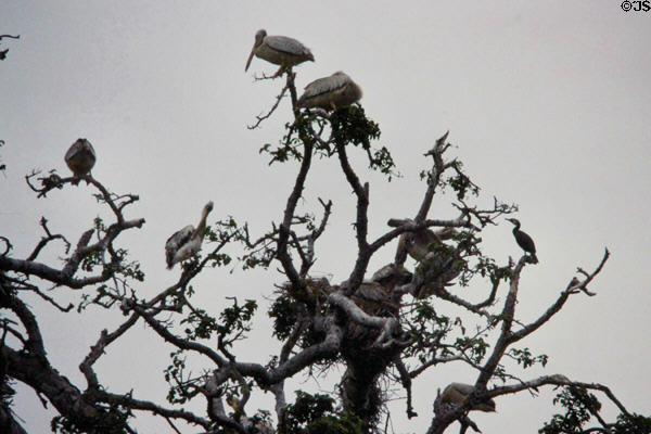 Pelicans & Cormorants nest in trees of Lake Manyara National Park. Tanzania.