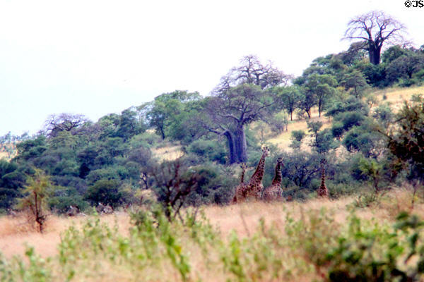 Landscape featuring giraffes & African baobab trees (<i>Adansonia digitata</i>) near Lake Manyara. Tanzania.