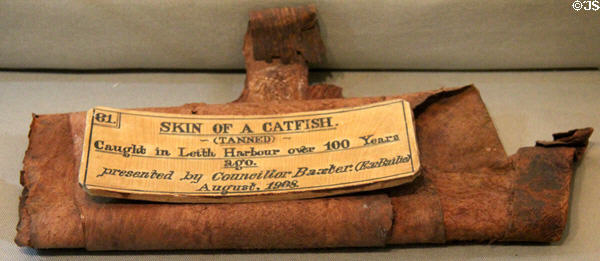 Tanned catfish skin caught in Leith harbor (1800-50) with label (1908) at People's Story Museum. Edinburgh, Scotland.