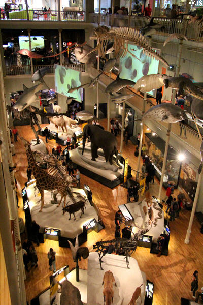 Natural history displays in atrium at National Museum of Scotland. Edinburgh, Scotland.